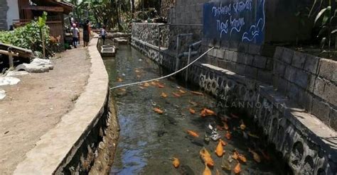 Kolam Ikan Koi Di Jepang