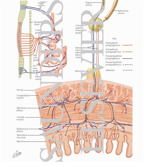 Enteric Nervous System