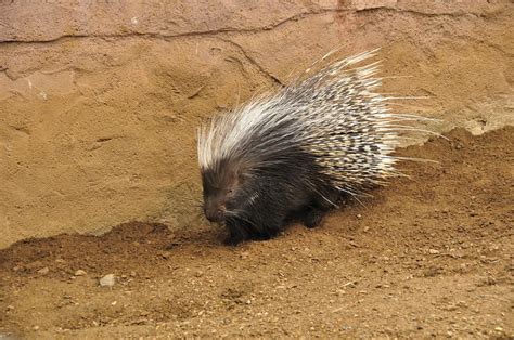 Chester Zoo 390 Cape Porcupine Richard Southwell Flickr