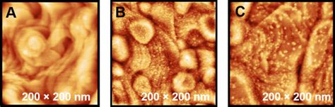 Ex Situ Stm Images Of A Bare Au Substrate And Pt Deposits After A