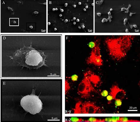 Scanning Electron And Confocal Laser Scanning Micrographs Showing The