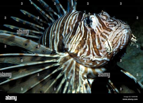 Lionfish Pterois Volitans Indo Pacific Is A Venomous Coral Reef Fish