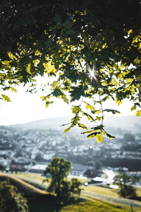 Oak Branches Tree Rays Sun HD Phone Wallpaper Peakpx