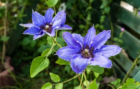 Wallpaper Macro Flowers Garden Duo Lilac Liana Clematis Clematis