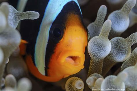 Clark S Anemonefish Amphiprion Clarkii Marine Life Liveaboard Diving