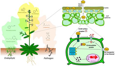 Frontiers Fungal Volatile Organic Compounds Mechanisms Involved In