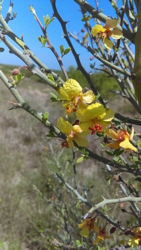 Texas Paloverde Variety Parkinsonia Texana Texana · Inaturalist