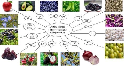 Few dietary sources of protocatechuic acid | Download Scientific Diagram