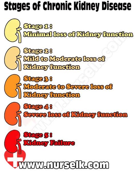 Stages of Chronic Kidney Disease | Nurselk.com