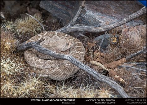 Western Diamondback Rattlesnake: The Most Common Snake in Phoenix
