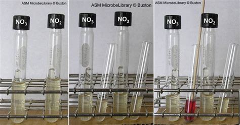 Nitrite Reduction Test Principle Procedure Results Limitations