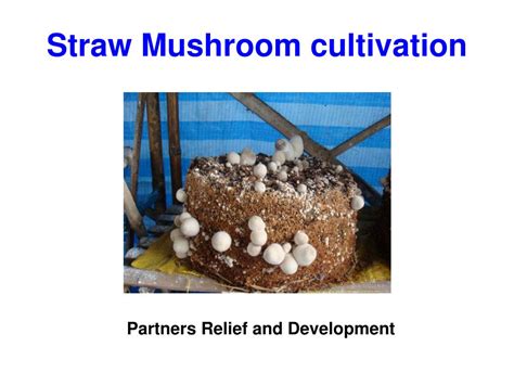 PPT - Straw Mushroom cultivation PowerPoint Presentation, free download ...