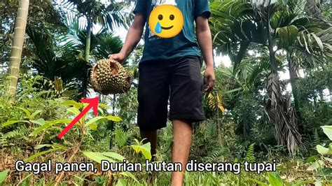 Mencari Durian Hutan Dikebun Tapi Buahnya Banyak Dimakan Tupai Youtube