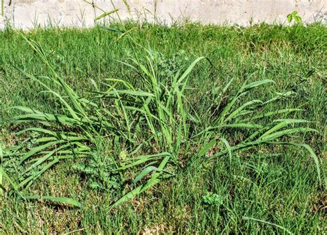 How To Permanently Kill Crabgrass