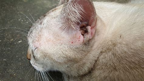 Malassezia Dermatitis In Cats’ Skin Vet Approved Facts And Faq Pangovet