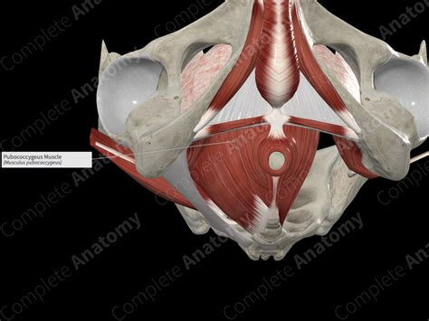 Pubococcygeus Muscle | Complete Anatomy