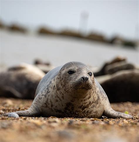 Harbour Seal Animal - Free photo on Pixabay - Pixabay