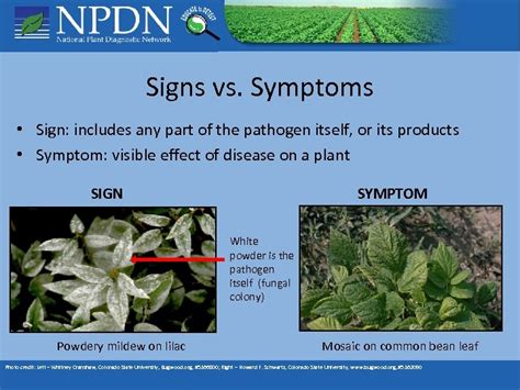 Diagnosing Plant Problems Plant Diseases And Disorders