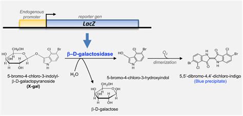 Tracing Gene Expression Through Detection Of Galactosidase Activity