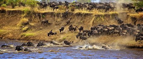 3 Day Masai Mara Migration Safari | Maasai Mara National Park