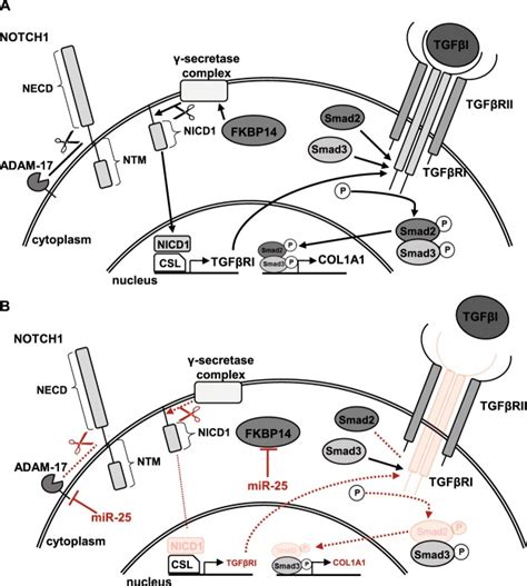 Overexpression Of Mirna P Inhibits Notch Signaling And Tgf