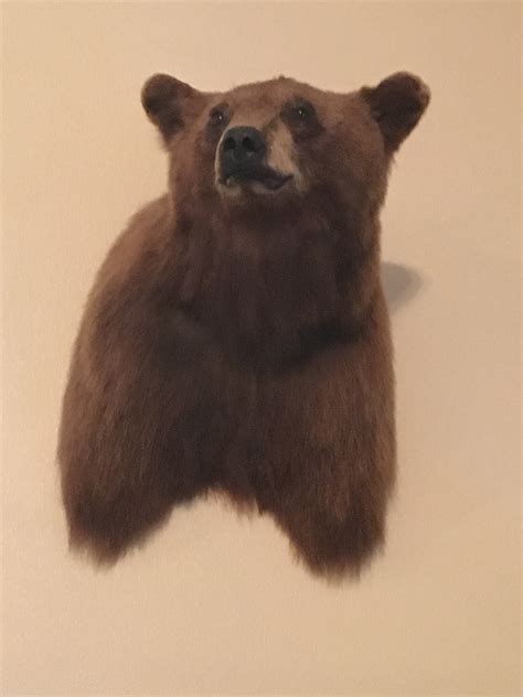 Shoulder Mount Bear Alaska Wilderness Arts And Taxidermy