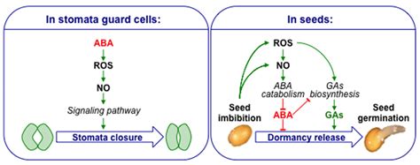 Frontiers Nitric Oxide Implication In The Control Of Seed Dormancy And Germination