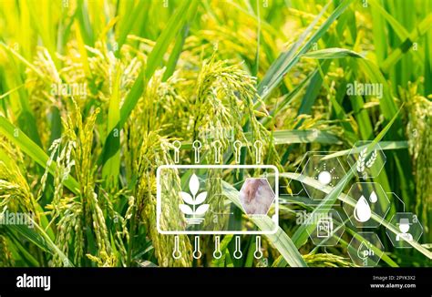 Smart Agriculture With Modern Technology Concept Ears Of Rice In Rice