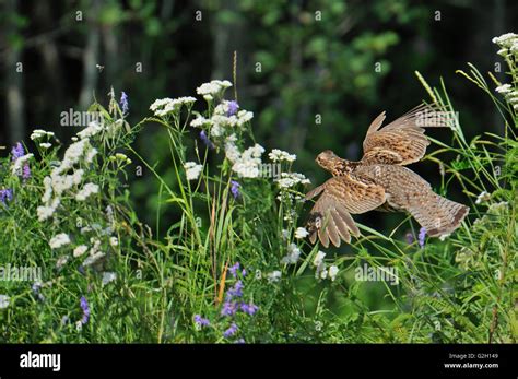 Ruffed Grouse Flying