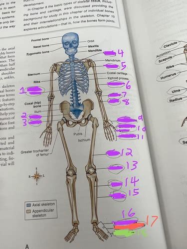 Anatomy Skeletal Diagrams Has All Photos Flashcards Quizlet