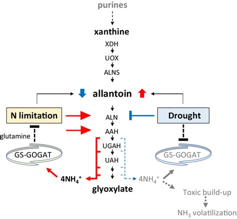 Schematic Model For The Dual Role Of Allantoin Under Stress In Relation