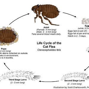 Life_Cycle_Cat_Flea.jpg | TheCatSite