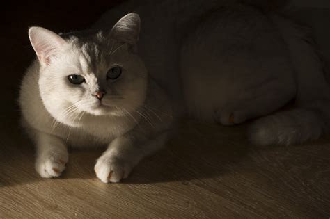 Ночной котик | Пикабу