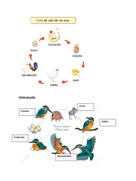 Ciclo De Vida De Las Aves Pdf