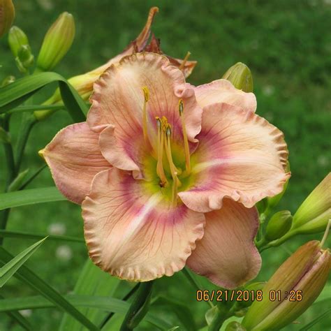 Photo Of The Bloom Of Daylily Hemerocallis Priscillas Rainbow