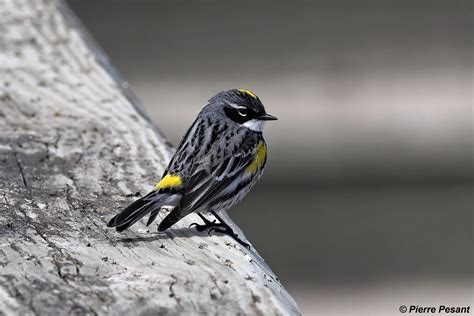 Paruline Croupion Jaune Yellow Rumped Warbler Setopha Flickr