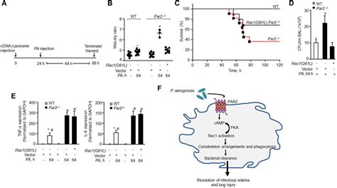 Frontiers Protease Activated Receptor 2 Promotes Clearance Of