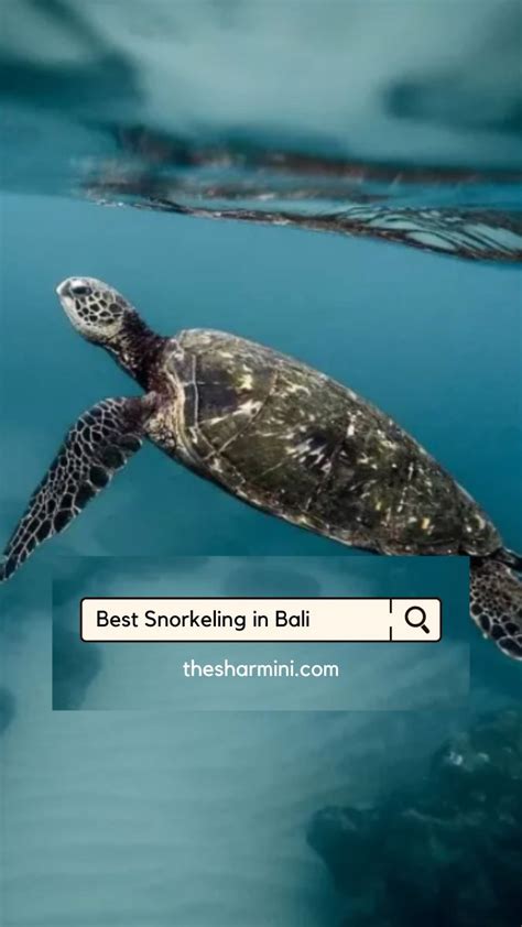 Best Snorkeling Spots In Bali Guide