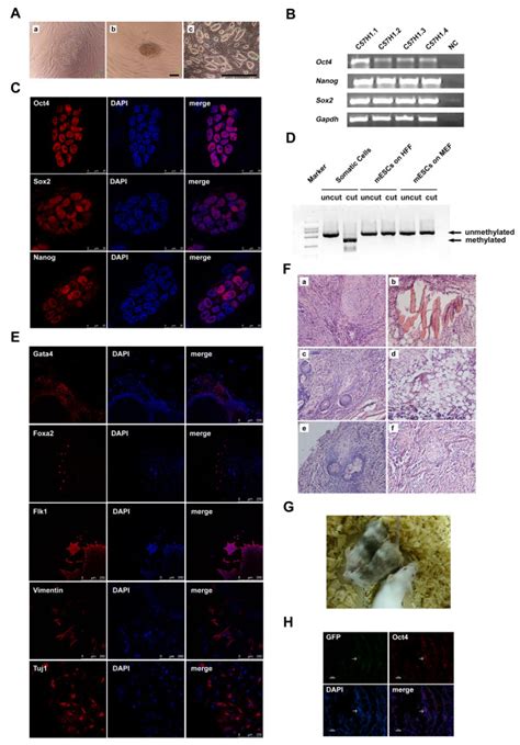 Derivation And Characterization Of Mouse Embryonic Stem Cells On Human