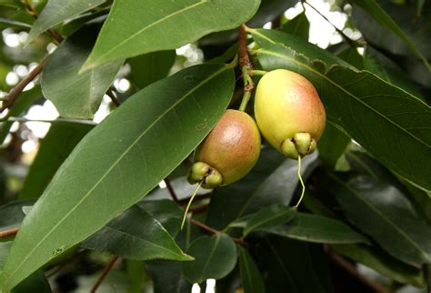 Fruit Warehouse Syzygium Jambos