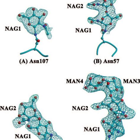 A N Glycosidase Activity Site Showing The F O F C Electron Density Map Download Scientific