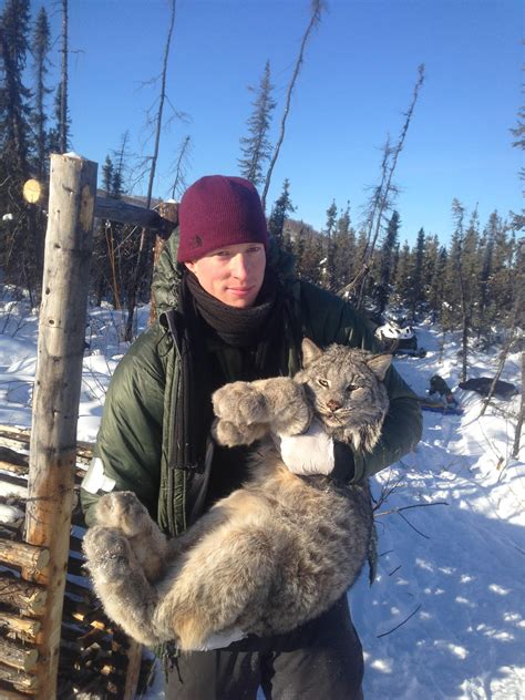 UAF study tracks traveling population wave in Canada lynx | UAF news ...