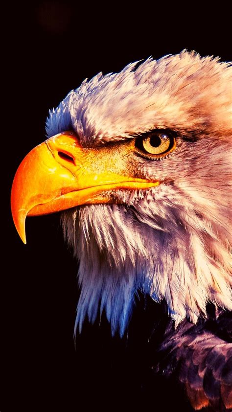 Bald Eagle Wallpaper IPhone Android Desktop Backgrounds