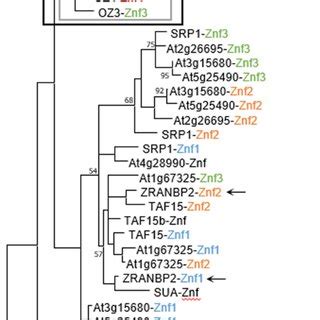 Phylogenetic Tree Of Arabidopsis RanBP2 Zinc Finger Domains ZRANB2