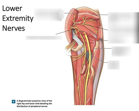 Lower Extremity Nerves With Muscles Diagram Quizlet