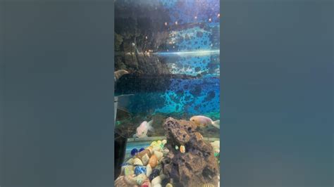 feeding  rancho gold fish aquarium fish ranchugoldfish plz