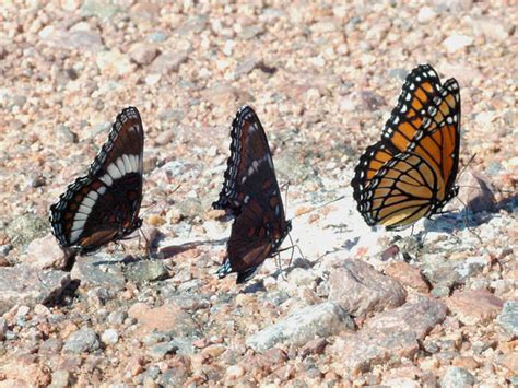 Red Spotted Admiral Wisconsinbutterflies Org