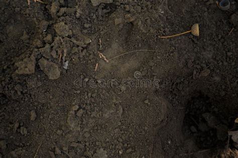 Footprint Of Hoofed Animal Wild Boar Stock Image Image Of Hoof