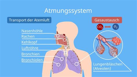 Atmungsorgane einfach erklärt Aufbau und Funktion 2023