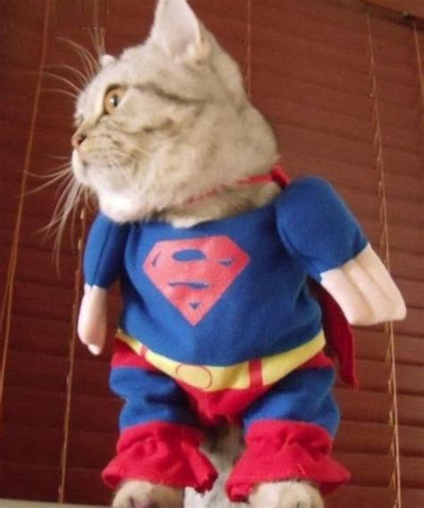 15 hilarious cats in costumes | Kitty Bloger Puppy Halloween Costumes ...